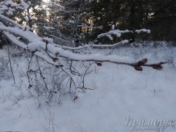 primorye7